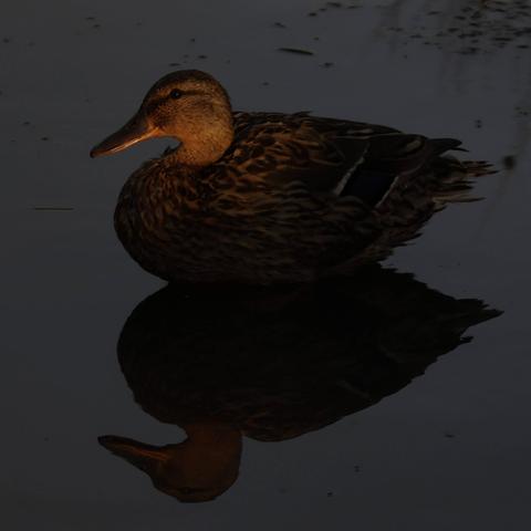 A duck standing in a lake at sun down.