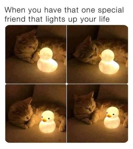 A series of 4 photos of a cat staring at a glowing duck night light. At the top is the text, "When you have that one special friend that lights up your life."