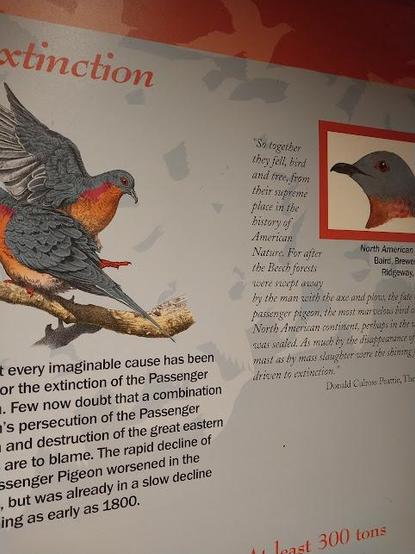 e passenger #pigeon, the most marvelous bird o North American continent, perhaps in the was sealed. As much by the disappearance of mast as by mass slaughter were the shining driven to extinction.

North American #Baird, Brewer Ridgeway,
97w