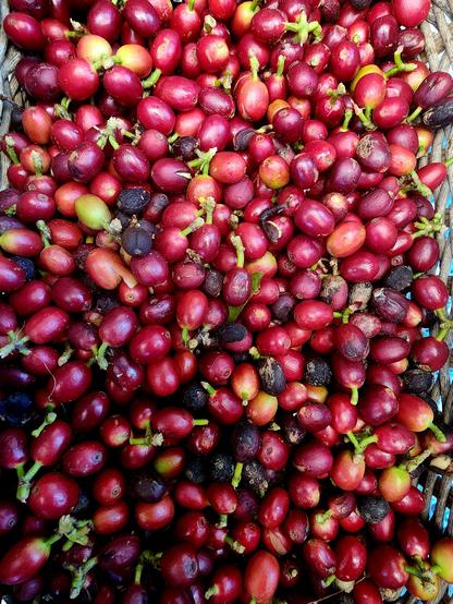 The whole frame is filled with bright, dark red coffee berries. 