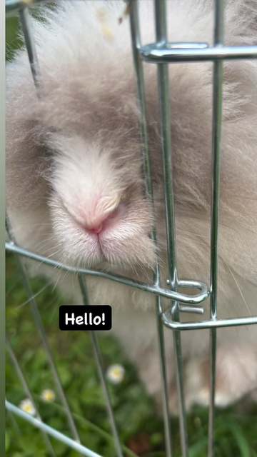 A fluffy, light-colored rabbit with a pink nose peeks out from a silver cage. 