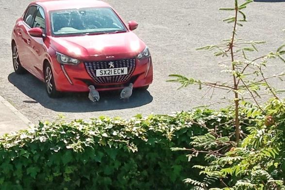 Two small gulls in the shade of a red car, some greenery in the foreground.