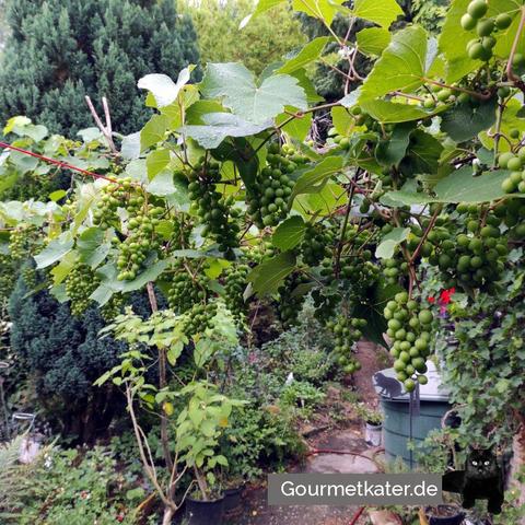 Weintrauben über Gartenweg