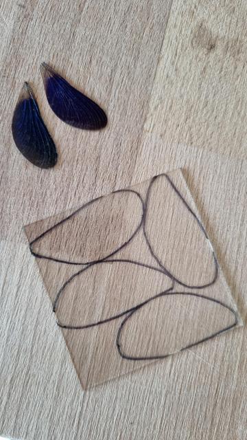 English 2 dark blue dragonfly wings and a piece of square glass with 4 shapes of wings drawn on it.
Français 2 ailes de libellule bleu foncé et un morceau de verre carré où sont dessinées 4 formes d'ailes de libellule.