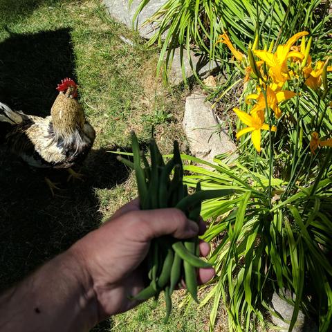 A photo with a rooster, daylilies, and a hand holding some beans in the shadow and out of focus.