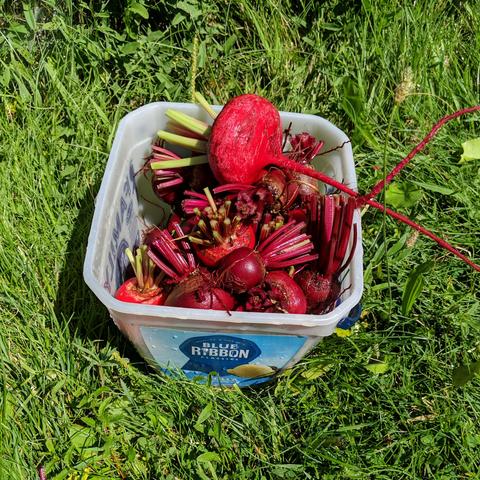 A square ice cream pail full of beetroot after it was washed off. There are dark red to light red beets shown.