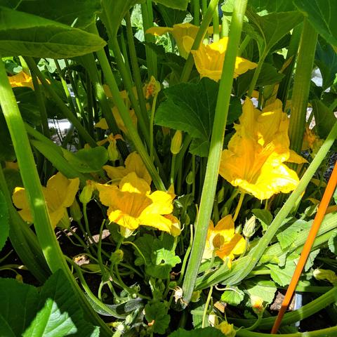 A photo of crook-neck yellow summer squash blossoms. There are about a dozen or maybe more blossoms that are bright yellow.