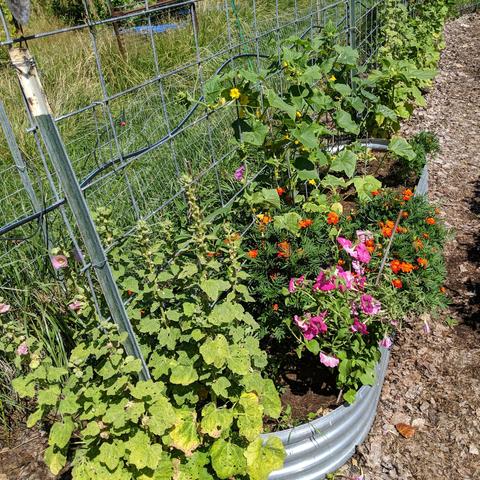 A raised bed that just had beets pulled out of it. There are 4 cucumber plants, 2 melon plants, lots of marigolds, some petunies, and other various things growing but the soil of the bed is visible now and needs to be mulched. There are some old hollyhocks on the near end of the bed and it has a trellis from a cattle panel above the bed. There are yellow flowers on the cucumbers, pink hollyhock, pink petunia, and orange marigolds.
