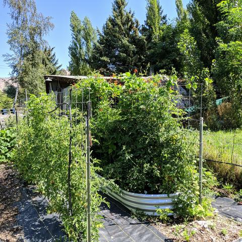A photo showing two rows with a mix of tomatoes, tomatillo, basil, and runner beans. The left row is in the ground and the right row is in a raised bed. Some of the far tomatoes on the right, which are Amish paste, are above the trellis and probably 6 feet tall from the bed or 7 feet from the ground. There are some tomatillo that are over 6 ft on the left row. The right row has Scarlet runner beans growing out over the top of the trellis and they have red flowers.