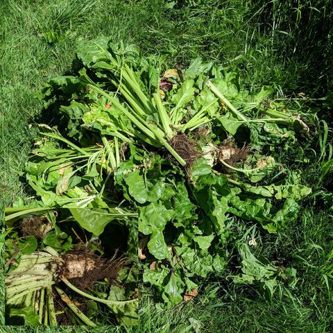 A photo showing all the foliage and root from some very large beet like plants. The root is white looking but not bulb like. There is a closeup of the root inset in the lower left corner of the photo.