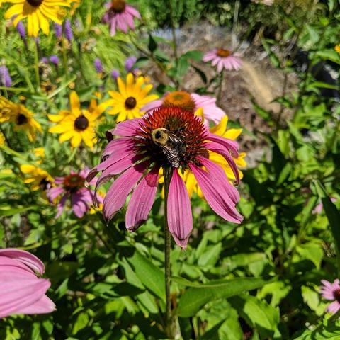 A bumblebee on a spiky center purple petaled flower. There are yellow flowers beyond it and some more pinkish-purple ones.