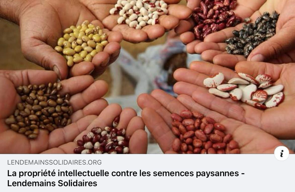 💢 La propriété intellectuelle contre les semences paysannes. Article de Christophe Golay de la Geneva Academy of International Humanitarian Law and Human Rights. ➡️ https://lendemainssolidaires.org/article-7  #NoPatentsOnSeeds #UNDROP #PeasantsRights #Right2Seeds #DroitsPaysans #Semences #Seeds  