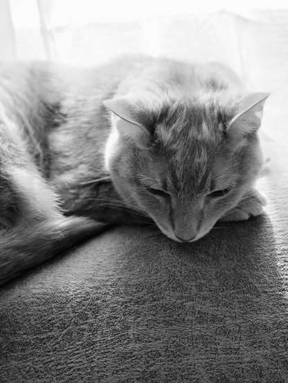 Black and white photo of a tabby cat lounging on a couch in front of a sunlit window.