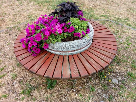 Beautiful circular bench with planter

#beautiful #circular #bench #planter #flowers #plants #nature #photography #smederevo #serbia