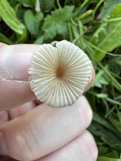Parasola plicatilis, "coprino plegado" o "sombrilla japonesa", pequeño y muy delicado hongo.