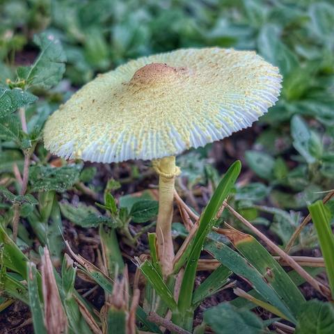A small scaly capped mushroom with brown umbo and yellow and brown scales nestled in lawn grass.