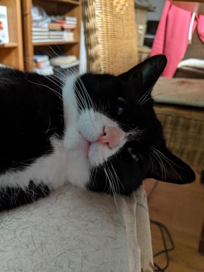 Black-and-white cat on the chair looking into the camera