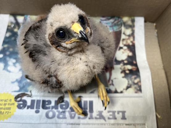 Hen Harrier chick injured after harvest