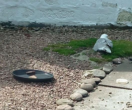 Resting gull, water dish.