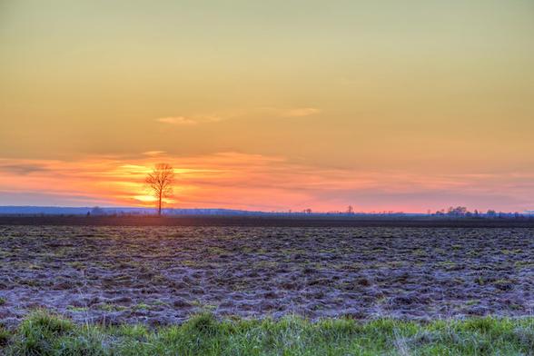 A solitary leafless tree stands against a vibrant sunset, casting a peaceful glow over a plowed field.