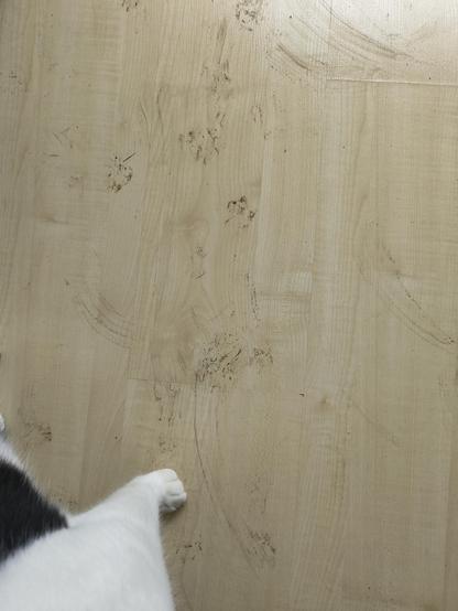 Paw prints on the floor