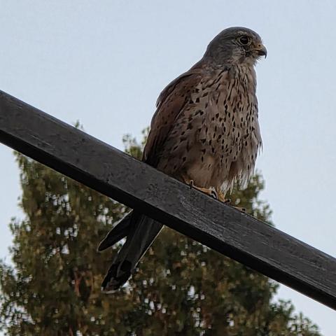 Ein männlicher Turmfalke sitzt auf einem Metallgeländer.