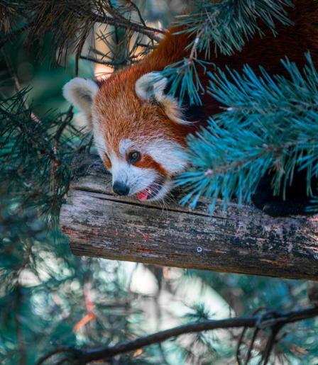 Red panda
Panda roux