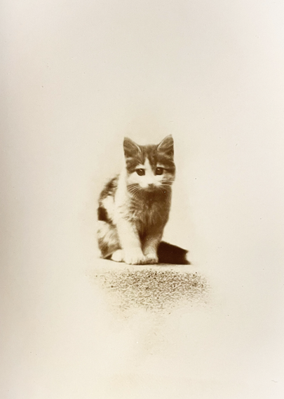 Sepia toned photo of a shorthaired, white and tabby kitten sitting up. The rest of the composition is very heavily vignetted in white so it just appears that the kitten is floating in white space with just a little bit of shadow.