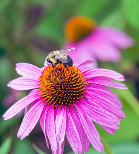 Purple coneflower with a big cone and a bee crawling on it,  and another coneflower out of focus in the background and leaves further away that are even more out of focus
