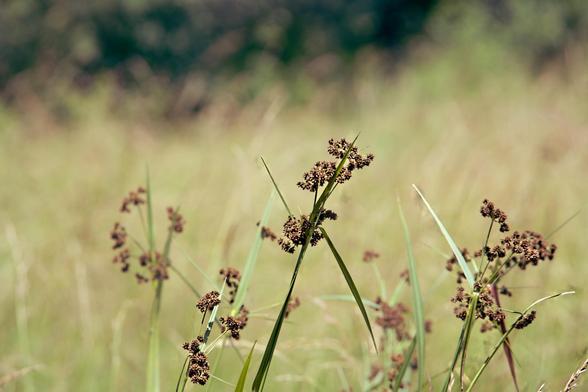 In the foreground a few sprigs of a grass-like plant that isn't really a grass has seeds radiating out from it while a defocused grassy field is in the background