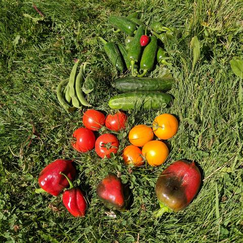 A photo showing the various vegetables picked on July 17, 2025. From the top are hot jalapenos, runner beans, cucumbers, red and orange tomatoes, and 4 red colored sweet peppers.