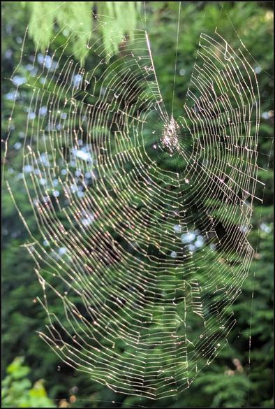 A picture of a spiderweb illuminated by the sun. There are some.pretty big holes in it. Behind it there are conifer trees.