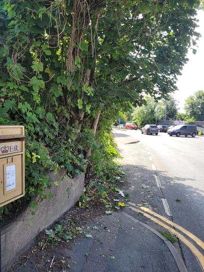 A clear path for pedestrians cut through overgrowth