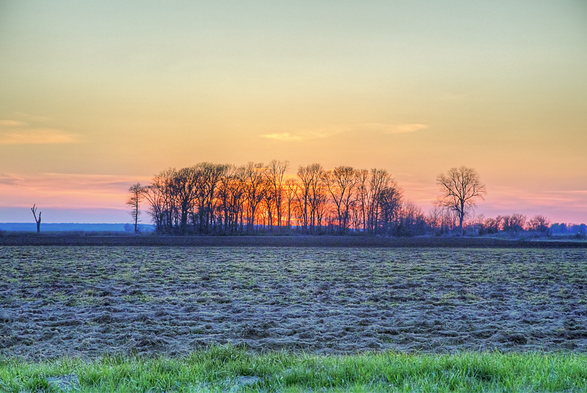 Sunset Behind a Tree Stand