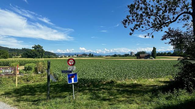 Ein Maisfeld, nur kniehoch bewachsen, davor das Verkehrsschild mit Wegnamen und Fahrverbot. Rechts erahnt man einen Baum, dessen Äste ins Bild ragen. Das alles unter mehrheitlich blauem Himmel mit ein paar Schleierwolken. Am Horizont grüssen die weissen Gipfel der Berner Alpen.