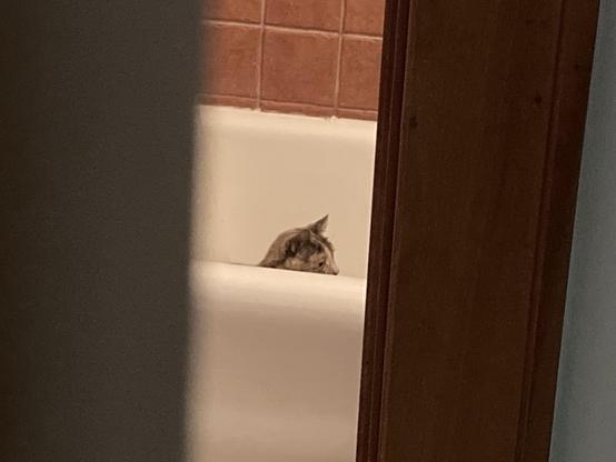 A cat in a bath tub.