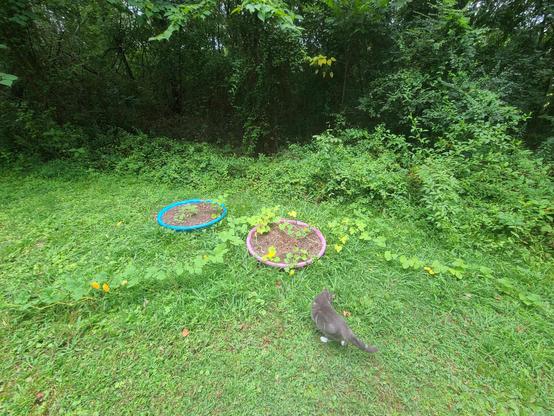 Outdoor backyard scene with two circular planters, containing small plants, and a gray cat walking across the grassy area.