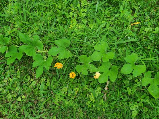 squash plant with large leaves and small yellow flowers growing amongst grass.