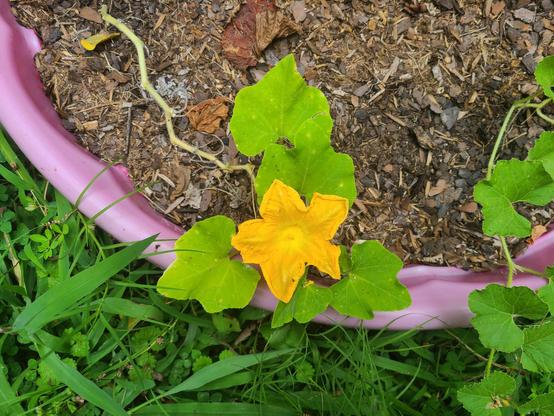 Yellow flower and green leaves of a plant growing in a pink planter, surrounded by grass and mulch.