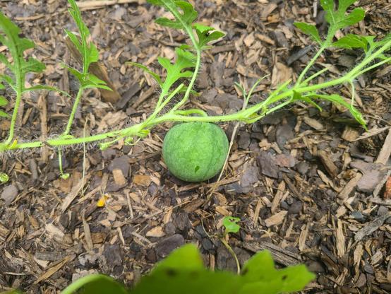 Small, green watermelon growing on a vine in a bed of wood chips.