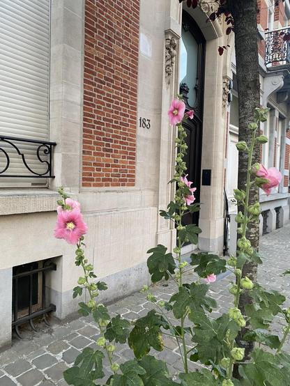 Pink wild flowers , street 