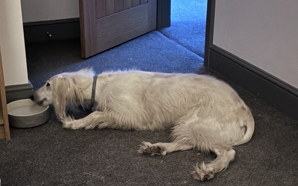 Suzi Saluki lying next to her water bowl while drinking from it, instead of standing as she normally does