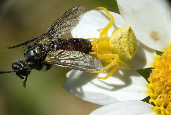 Foto de una araña "Thomisus onustus" cazando un díptero
