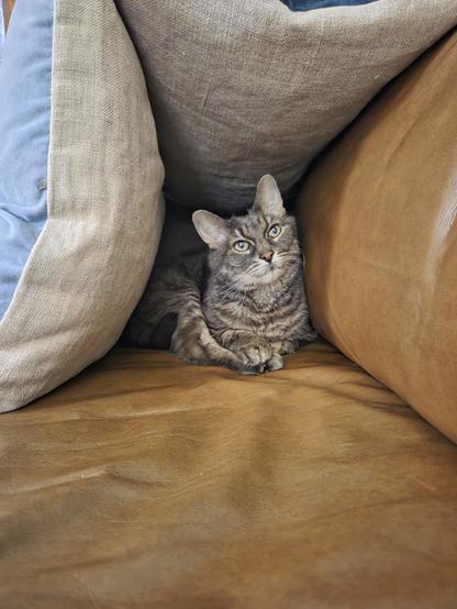 Danforth the cat is sitting, curled up, inside a pillow fort.