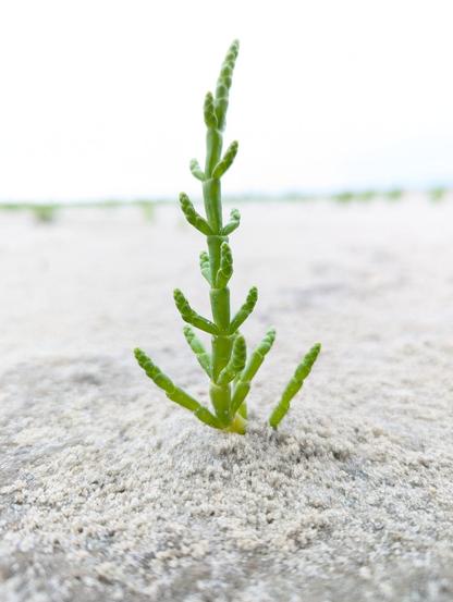 Groen vertakt stengeltje in het zand