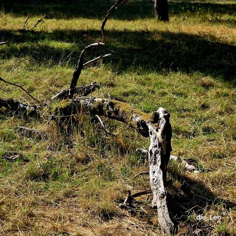 Totholz 1
Deadwood 1