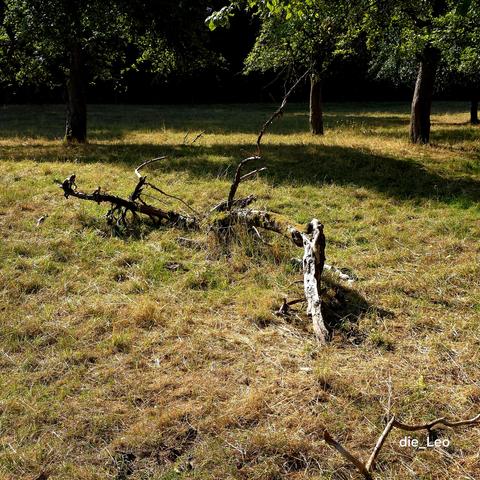 Totholz 1
Deadwood 1