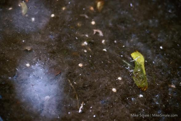 A lone maple key lies beneath the surface of water in a bird bath, surrounded by scattered droplets and small debris. The reflection of light adds a subtle shine to the wet surface.
