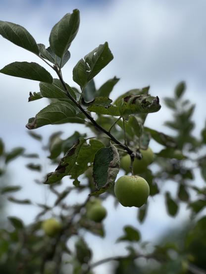 Retrato de una manzana rodeada de sus hojas en una rama difuminada, al fondo un cielo nublado.