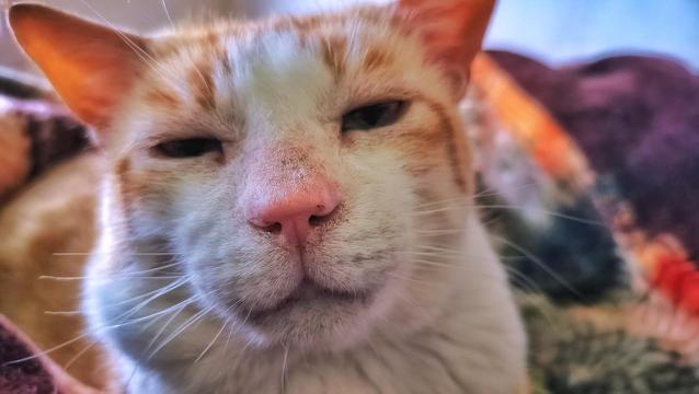 An orange and white cat's face up close